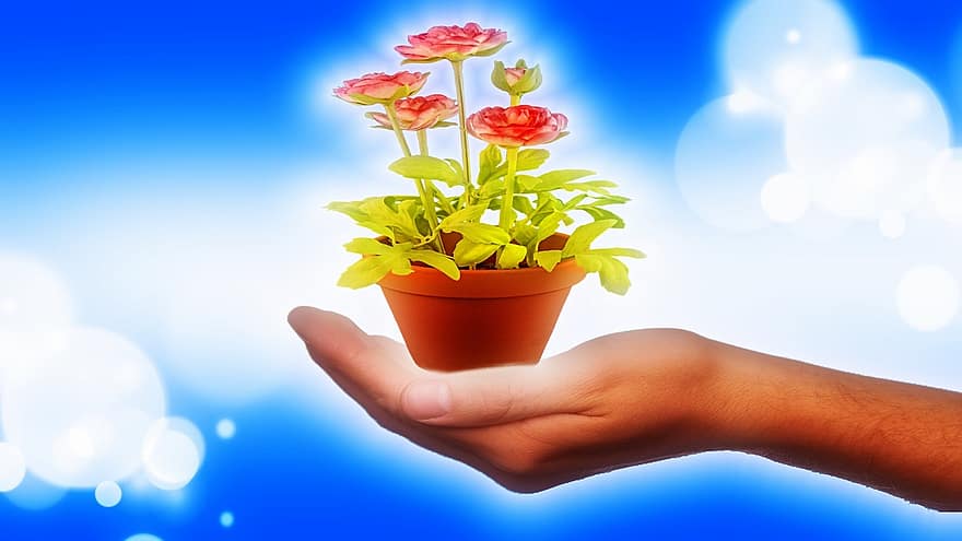 ruka, květináč, bokeh, dekorativní, rostlina, dát, dar, Děkuji, životní prostředí