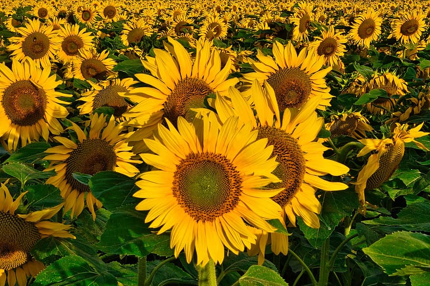 bunga matahari, kuning, musim panas, jalan pagi, bidang bunga matahari, bunga-bunga, mekar, berkembang, alam, merapatkan, menanam