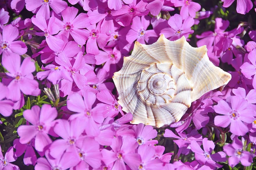 petxina espiral, shell, flors, flors de color rosa, florir, plantes, petxina de mar, naturalesa, primer pla, fons de pantalla