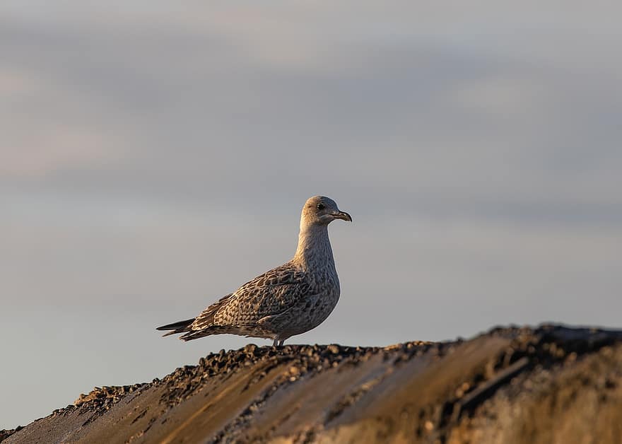 Herring Gull, Seagull, Gull, Bird, Nature, Seabird, Avian