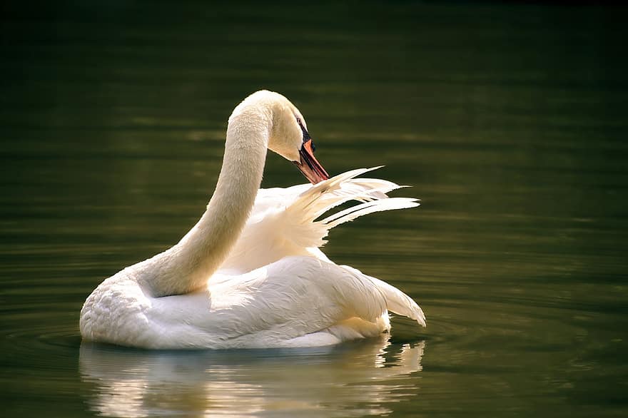 Swan, Bird, Lake, Waterfowl, Water Bird, Aquatic Bird, Animal, Water