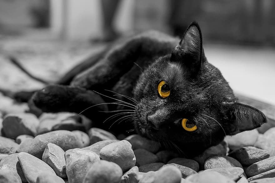 gat, animal, negre, mascota, ulls, ulls de gat, felí, roques, estirat, mascotes, bonic