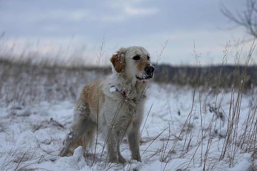 冬、ペット、犬歯、動物、犬、可愛い、純血種の犬、雪、子犬、レトリーバー、家畜