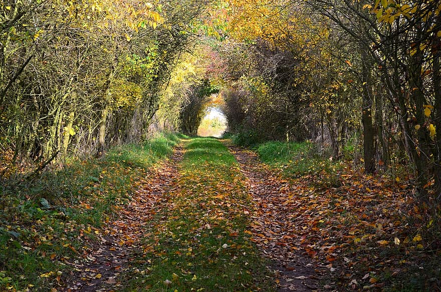 outono, arvores, caminho, trilha, madeiras, bosques, caminho da floresta, trilha da floresta, caminho da natureza, trilha natural, sai