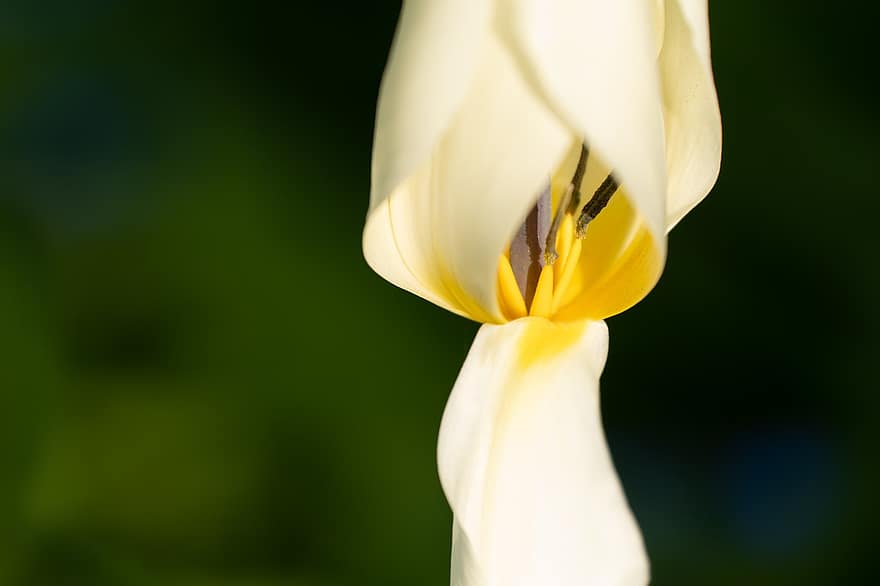 tulipa, flor, florir, tumor blanc, primer pla, pètals, pol·len, segell, bonic, planta, primavera