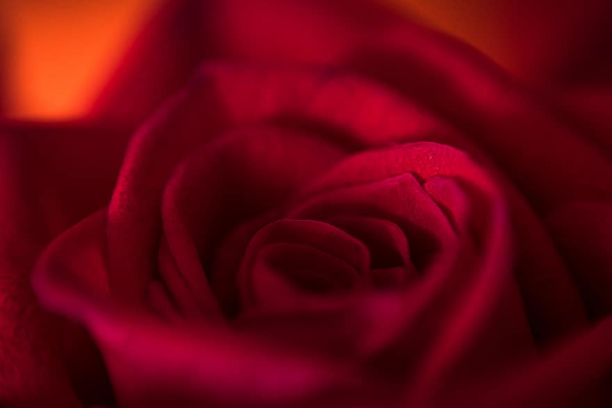 красный, Роза, макрос, цвести, природа, романтик, крупный план, валентинки, Флора, цветок, растения