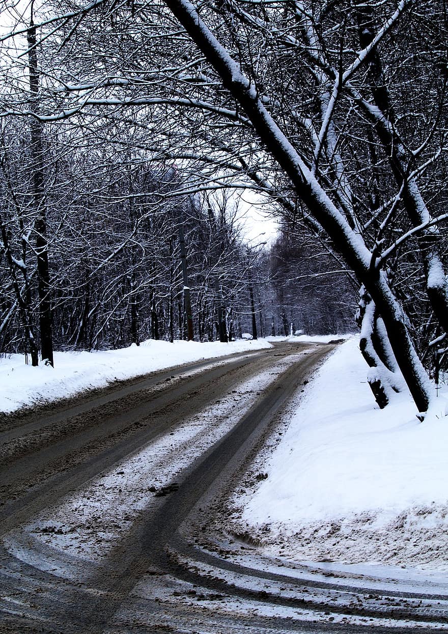 tie, talvi-, lumi, Puut, kylmä, luonto, maisema, metsä, halla, katu, paljaat puut