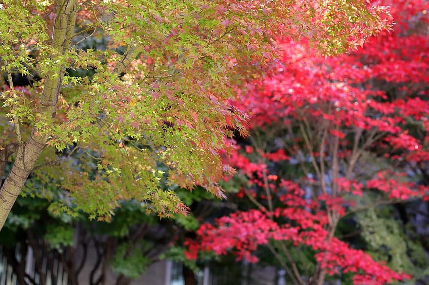есен, дървета, есенни листа, листа, природа, падане, есенния сезон