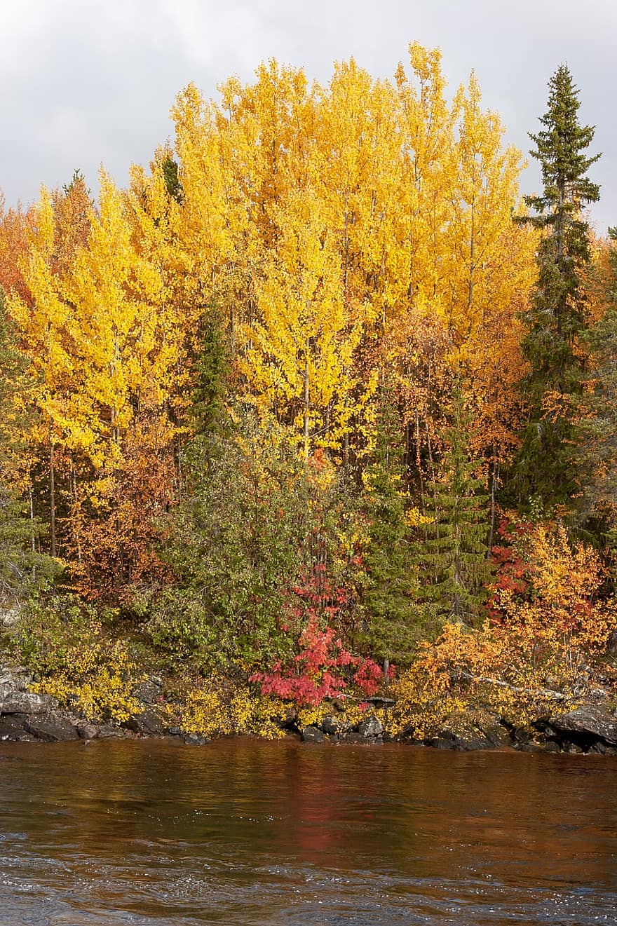 แม่น้ำ, ป่า, พุ่มไม้, ฤดูใบไม้ร่วง, หิมะฝน, Lapland
