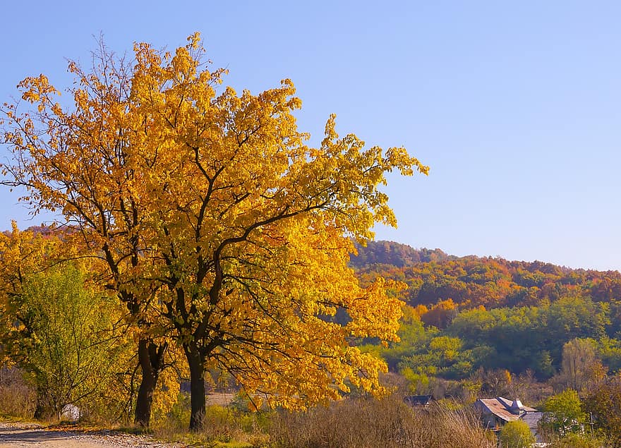 sonbahar, ağaçlar, kırsal bölge, sonbahar sezonu, doğa