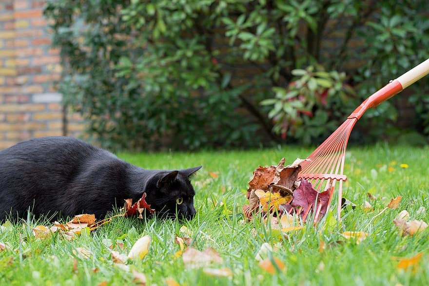 fekete macska, cica, kert, ősz, kerti munka, gereblye, macska, aranyos, háziállat, fű, kutya