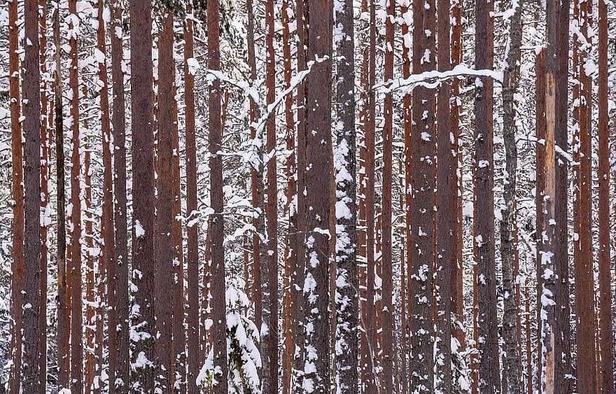 metsä, Puut, talvi-, lumi, mäntymetsässä, woods, erämaa