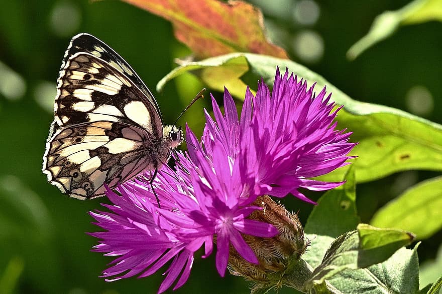 borboleta, borboleta de tabuleiro de xadrez, flores, cornflower, Flor, flora