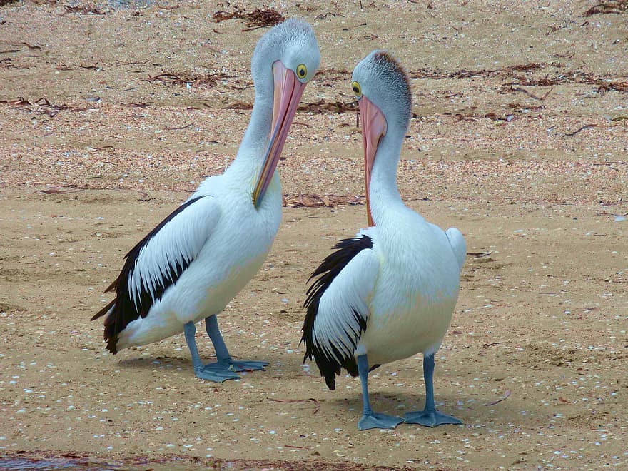 pelikanlar, kuşlar, hayvanlar, avustralya pelikanı, pelecanus conspicillatus, Seabird, su kuşu, yaban hayatı, plaj, tüyler, gaga