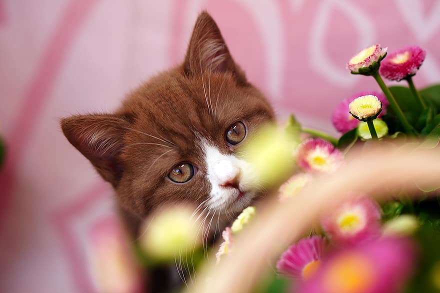 고양이, 고양이 같은, 꽃들, 구레나룻, 착한 애, 하인, 영국 쇼트 헤어, 고양이 새끼, 단, 귀엽다