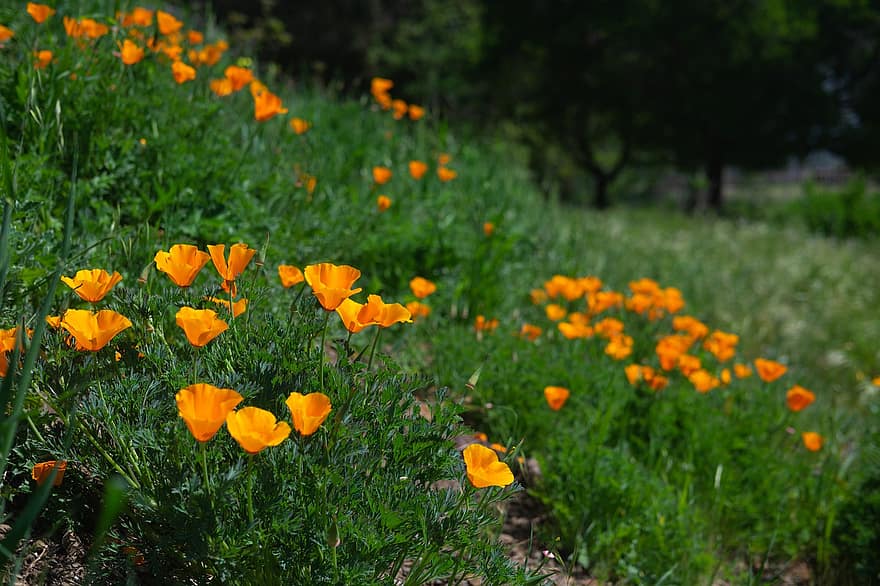 Mohnblumen, Blumen, Feld, Kalifornien-Mohnblumen, blühen, Wildblumen, Pflanzen, Wiese