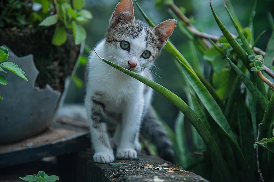고양이, 고양이 같은, 정원, 동물, 착한 애, 애완 동물, 귀엽다, 국내 고양이, 고양이 새끼, 찾고있는, 수염 결정