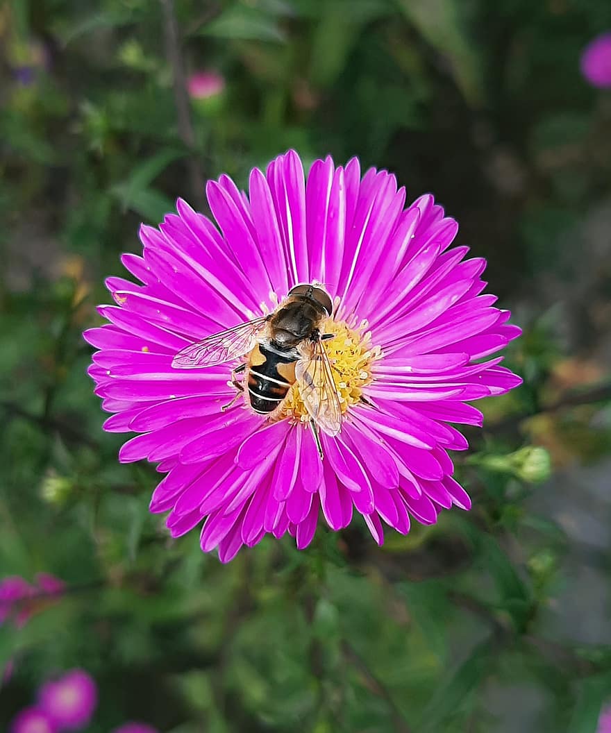 blomst, Bie, pollinering, insekt, entomologi, arter, bug, hage, nektar