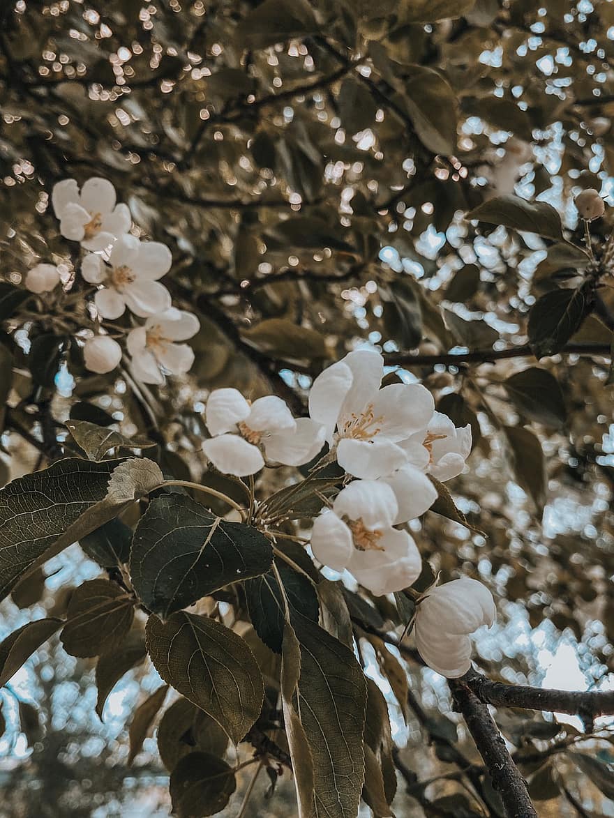 квіти, яблуня, дерево, сад, весна
