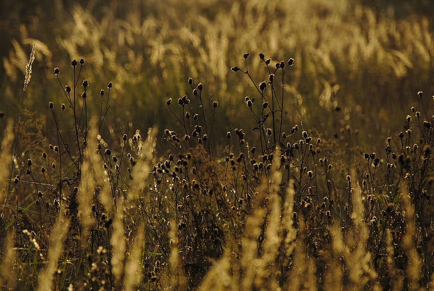 fleurs sauvages, Prairie, le coucher du soleil, rétro-éclairage, roseaux, herbe, prairie, des champs, crépuscule, silhouette, l'herbe des marais