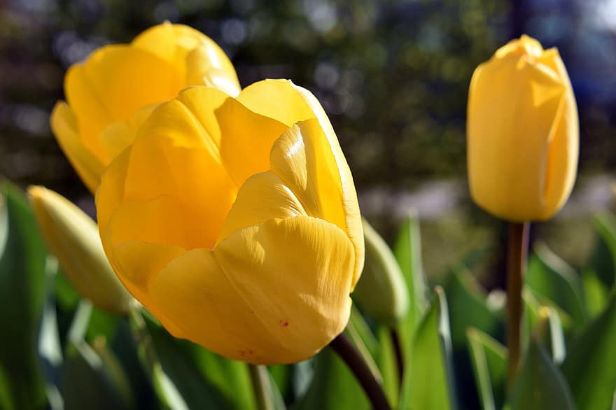 tulipani, fiori gialli, fiori, primavera, natura, giardino, giallo, tulipano, fiore, pianta, estate