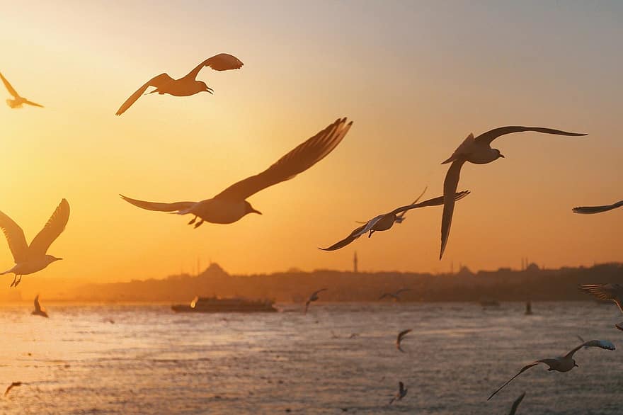 păsări, pescăruși, apus de soare, vedere, peisaj marin, ornitologie, animale sălbatice, turmă, Istambul, pescăruş de mare, zbor