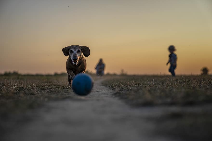 senas šuo, šunų parkas, šuo žaidžia fechtu, šuo, saulėlydis, žolė, pobūdį, naminių gyvūnėlių, šunims