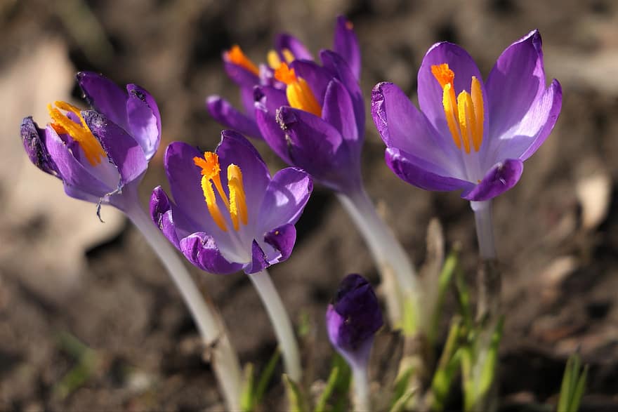 Crocuses, Flowers, Plant, Purple Flowers, Bloom, Blossom, Flora, Spring, Beginning Of Spring, Botanical, Garden