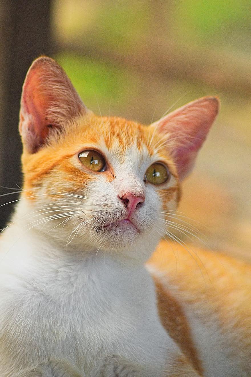 кошка, животное, домашнее животное, оранжевый полосатый кот, полосатый кот, Домашняя кошка, кошачий, млекопитающее, бакенбарды, милый, обожаемый