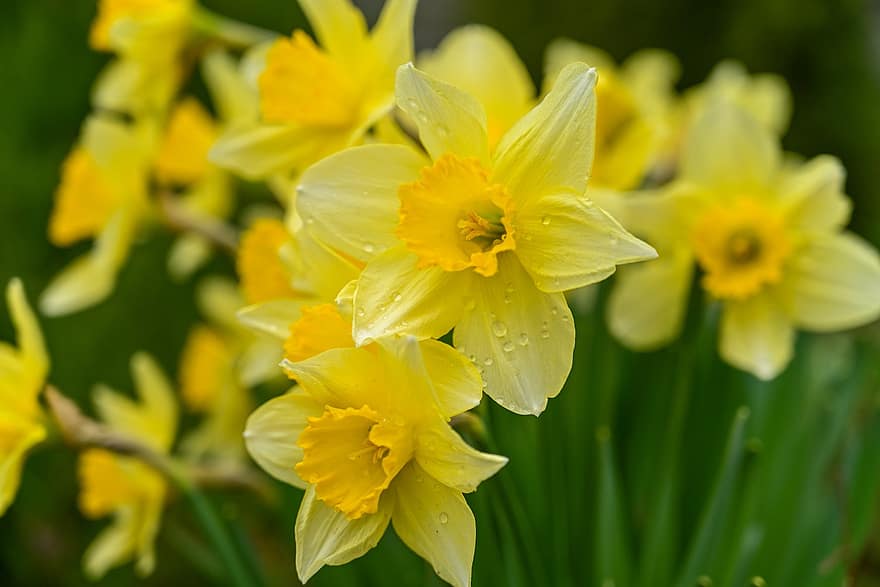 vilde påskeliljer, påskeliljer, gule påskeliljer, narcissus pseudonarcissus, vår, blomster, hage, gul, blomst, nærbilde, anlegg