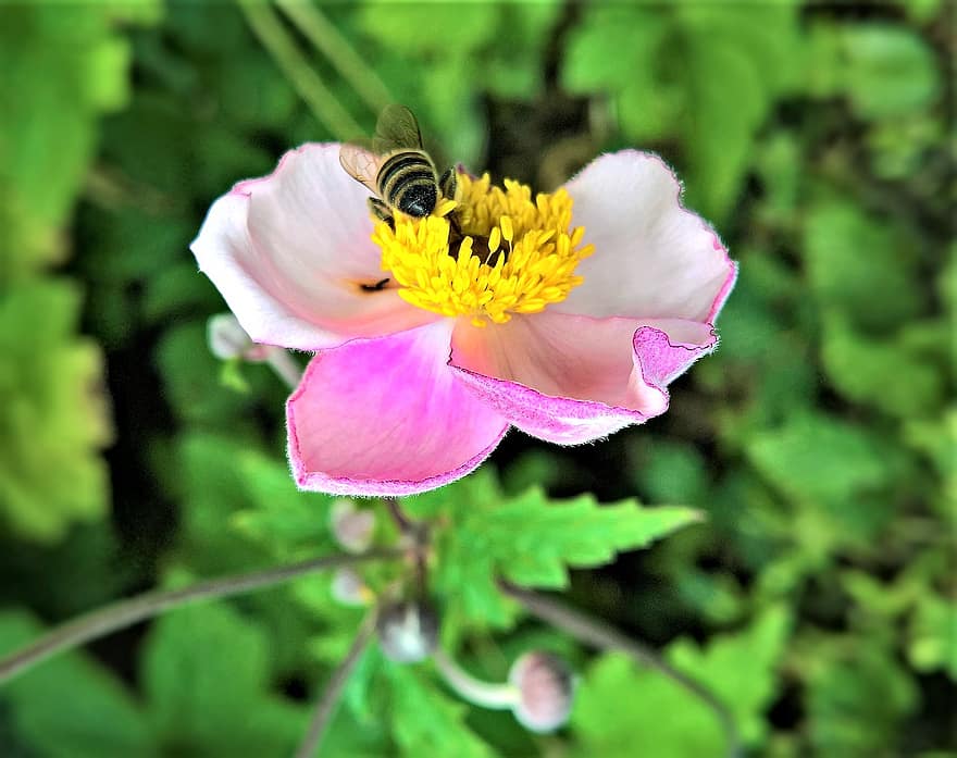 квітка, падіння анемони, декоративна рослина, цвітіння, рожева квітка, бджола, комаха, сад, літо, природи