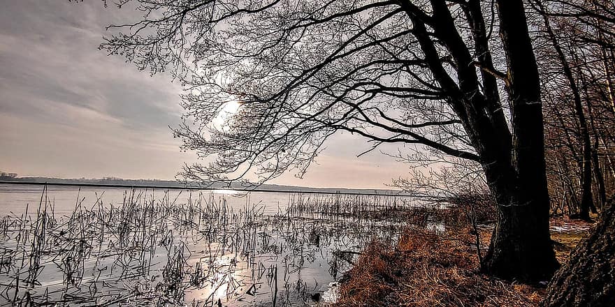 Lake, Trees, Horizon, Bare Trees, Water, Reeds, Reedy, Calm Water, Branches, Tree Branches, Bank