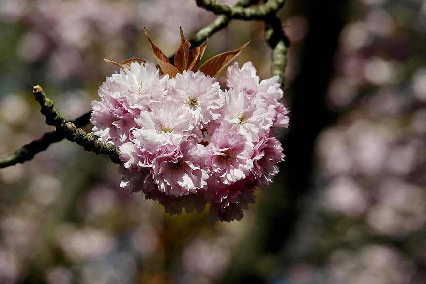Sakura, cseresznye virágok, rózsaszín virágok, tavaszi, virágok, természet, közelkép, virág, növény, virágszirom, levél növényen