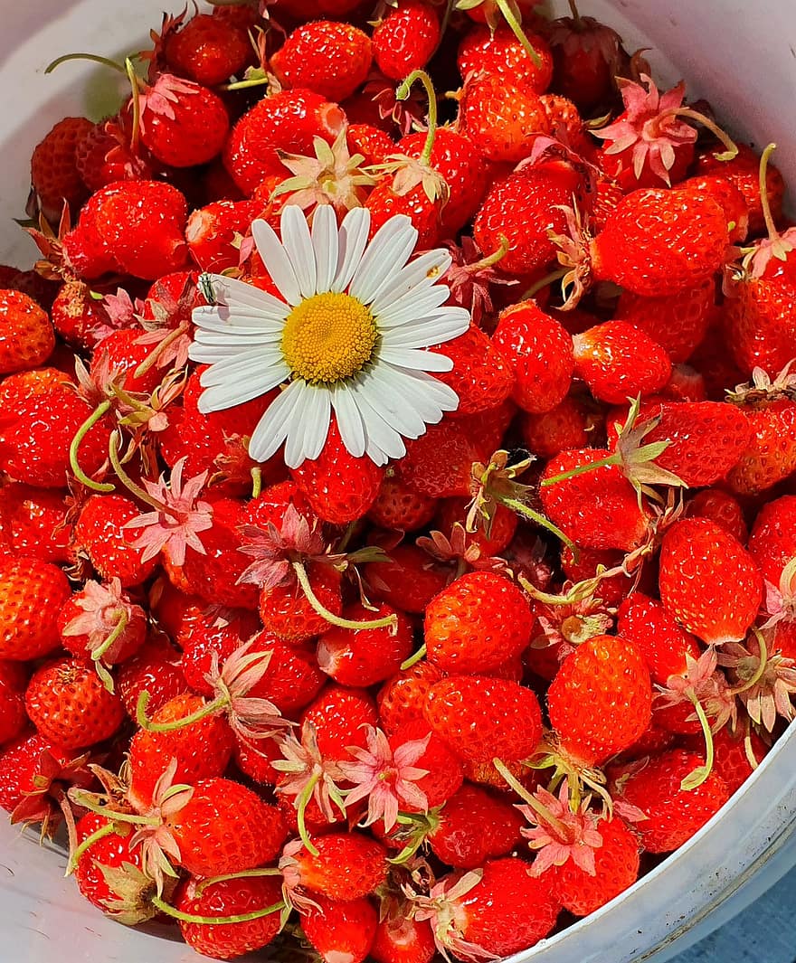 Berry, Strawberry, Wild Strawberry, Chamomile, Dacha, Summer, Mood, Vacation, Weather, Handsomely