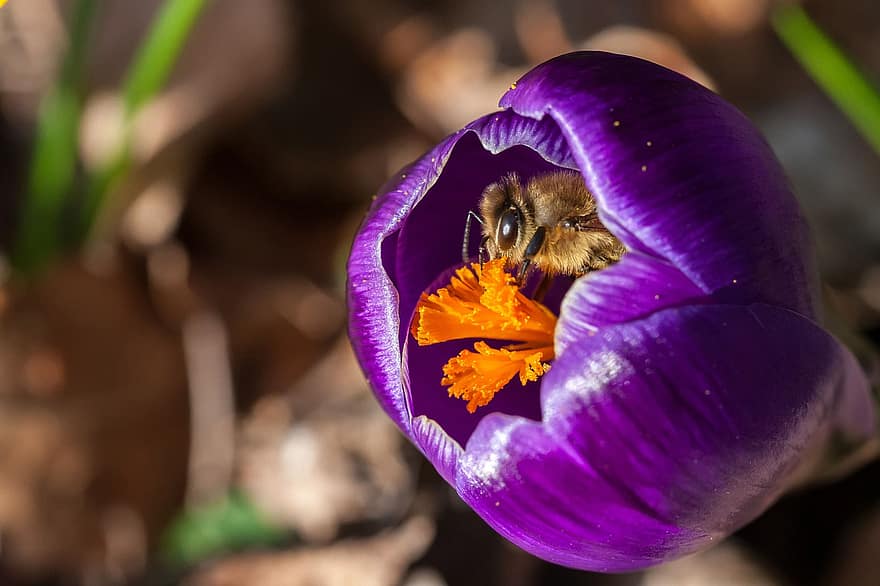 insekt, bi, pollinering, blomma, natur, honungsbi, krokus, vår, närbild, växt, sommar