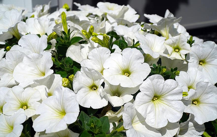 petunie, fiori, pianta, fiori bianchi, fiorire, fioritura, petali, natura, flora, foglia, fiore