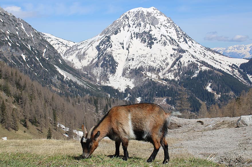 Ram, Goat, Mountain Animals, Mountains, Landscape, Dachstein, Snow, Excursion, Nature, Ski, Winter
