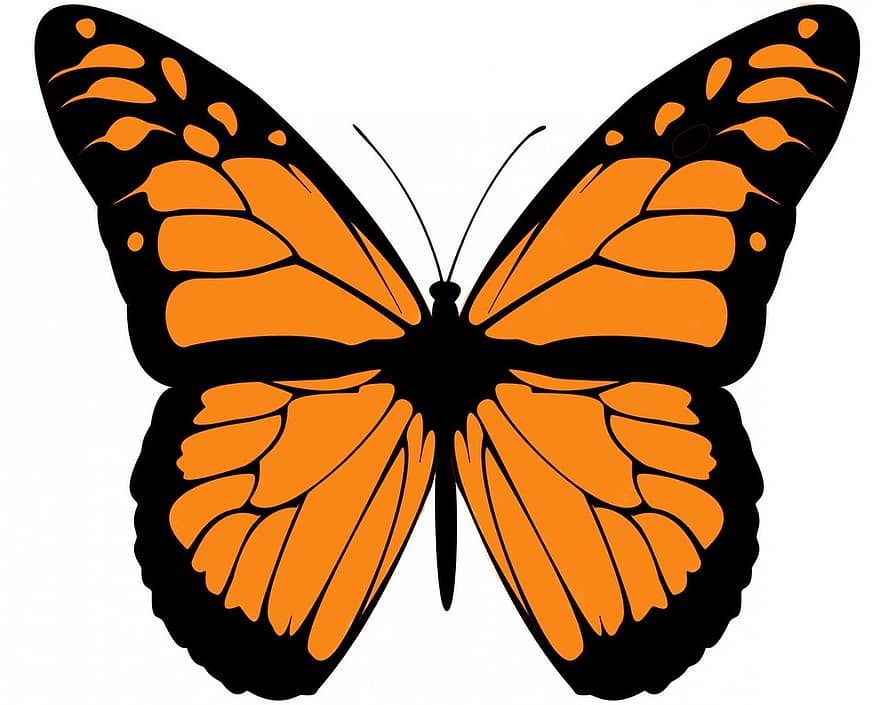 монарх, бабочка, большой, прекрасный, фон, потухший, находящихся под угрозой исчезновения, природа, красота, дикий, альбом