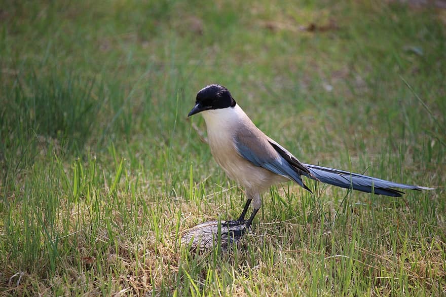 Azure-winged Magpie, Magpie, Bird, Grass, Nature, Wildlife, Animal, beak, feather, animals in the wild, bird watching