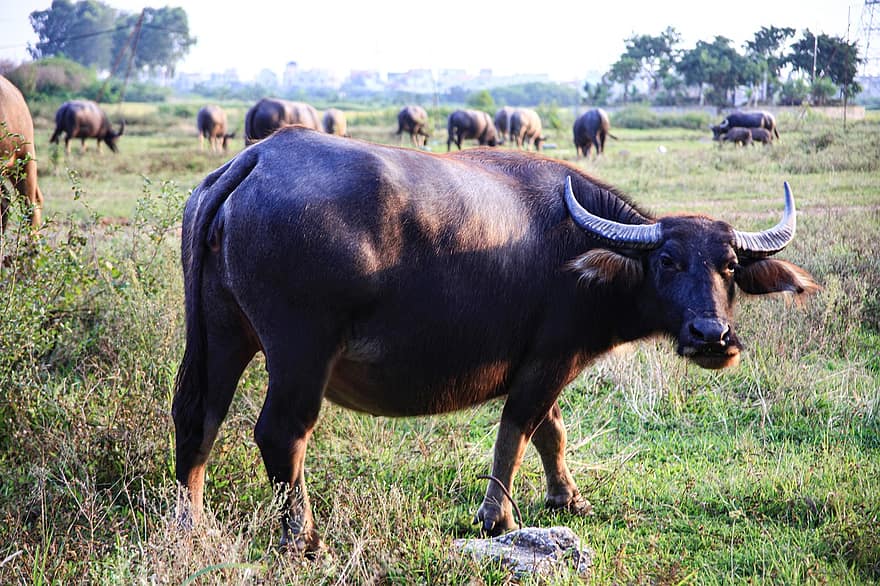 буйвол, рога, крупный рогатый скот, домашний скот, ферма, животное, природа, млекопитающее, сельское хозяйство, сельская местность, луг