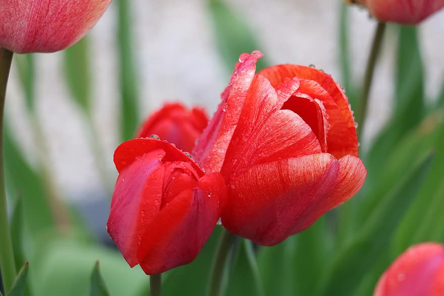 tulipaner, røde tulipaner, røde blomster, blomster, regndråper, hage, natur, duggdråper