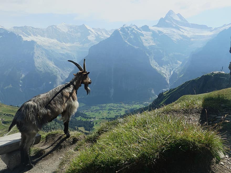 kaza, alpi, paveras skats, kalnains, Kalnu grēdas, ielejā, kalnu ieleja, kalnu ainava, savvaļas kazas, dzīvnieku, Šveice