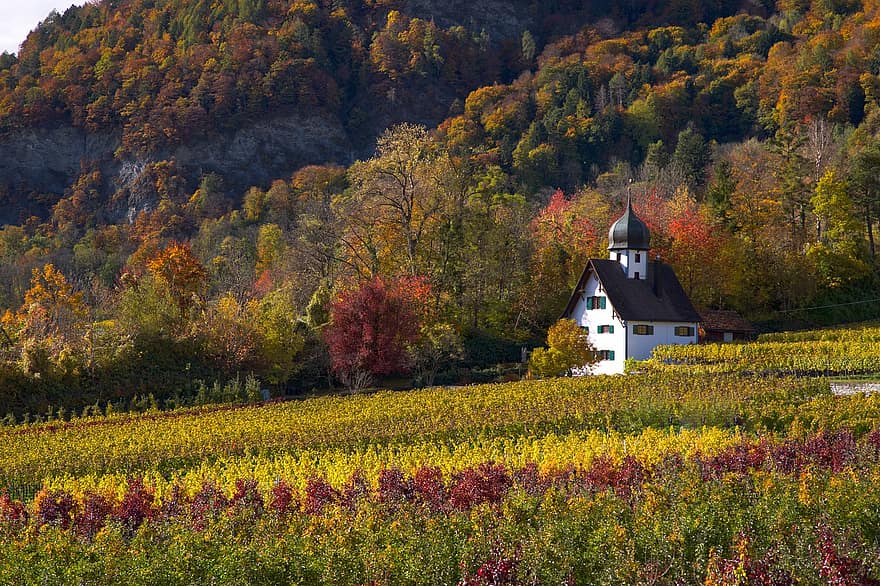 vinice, Příroda, podzim, sezóna, vinařství, les