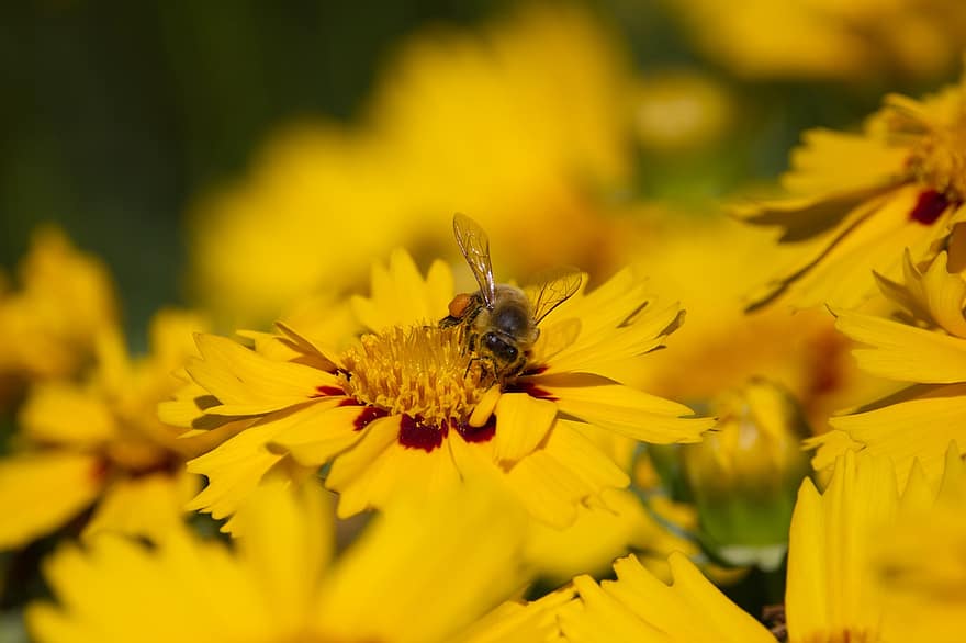 pszczoła, owad, kwiaty, coreopsis, żółte kwiaty, zapylanie, płatki, roślina, ogród, Natura