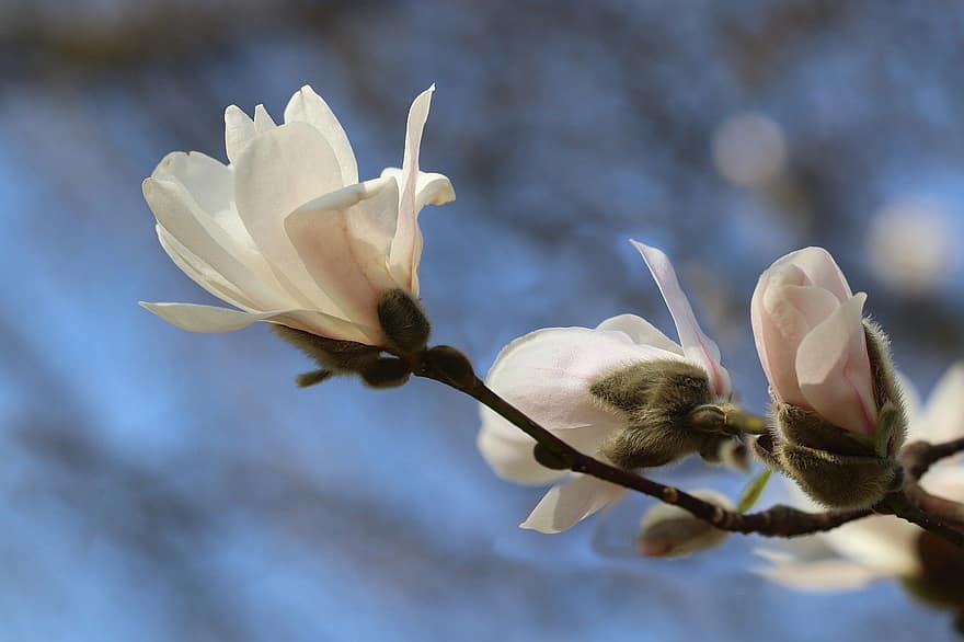 μαγνολία, αστέρων magnolia, ανθοφορία υποκατάστημα, λευκά λουλούδια, πέταλα, άνοιξη, άνθος, ανθίζω, βοτανική, λουλούδι, γκρο πλαν