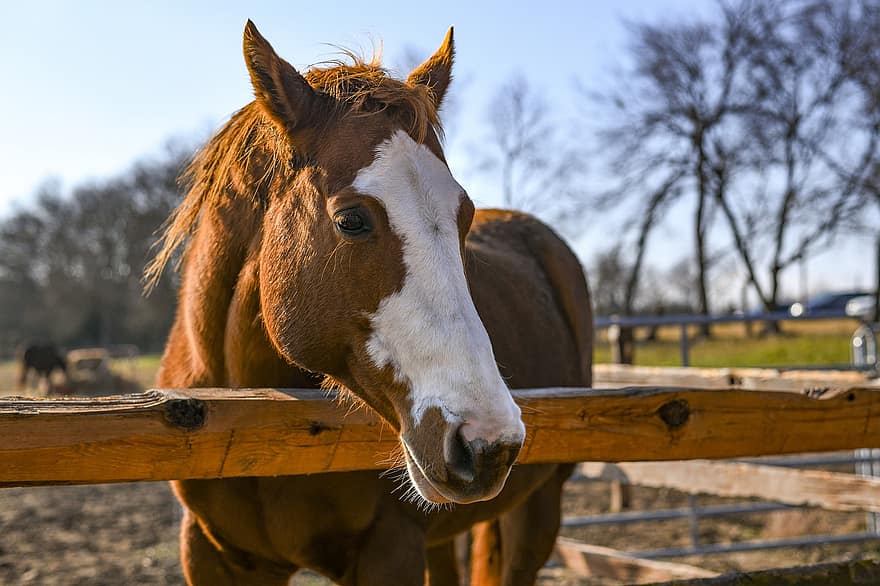 Horse, Animal, Ranch, Equine, Mammal, Mare, Mane, Fence, Farm, Closeup, Pasture