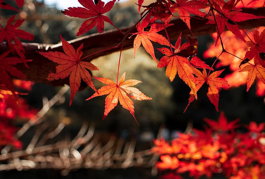levél növényen, esik, fa, piros, ősz, momiji, Japán, gyönyörű, nikon, D750, Tamron