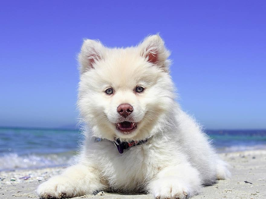 cão, animal, canino, de praia, pele, focinho, oceano, mar, cachorro, mamífero, retrato de cachorro