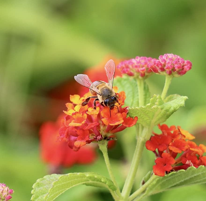 abeja, Lantanas, polinización, insecto, naturaleza, las flores, jardín, flor, de cerca, verano, planta