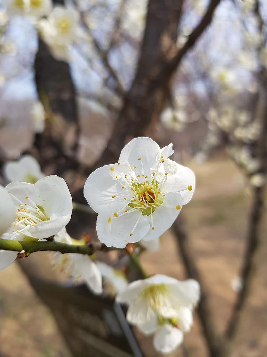 Plum Blossoms, Flowers, Branch, White Flowers, Spring Flowers, Bloom, Blossom, Plant, Spring, flower, close-up
